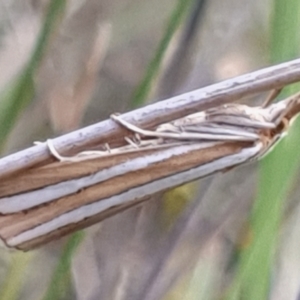 Hednota bivittella at Cook, ACT - 24 Feb 2021 09:18 AM