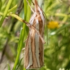 Hednota bivittella at Cook, ACT - 24 Feb 2021 09:18 AM