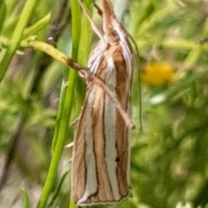 Hednota bivittella at Cook, ACT - 24 Feb 2021 09:18 AM