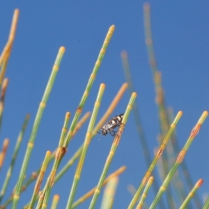 Diphucrania duodecimmaculata at Karabar, NSW - 25 Feb 2021