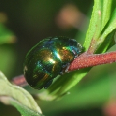 Callidemum hypochalceum (Hop-bush leaf beetle) at Mount Jerrabomberra QP - 25 Feb 2021 by Harrisi
