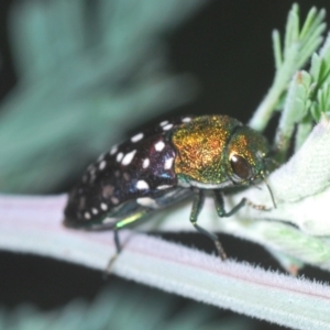 Diphucrania leucosticta at Holt, ACT - 26 Feb 2021