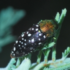 Diphucrania leucosticta at Holt, ACT - 26 Feb 2021