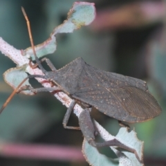 Amorbus sp. (genus) (Eucalyptus Tip bug) at Karabar, NSW - 25 Feb 2021 by Harrisi