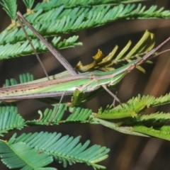 Acrida conica (Giant green slantface) at Bruce, ACT - 27 Feb 2021 by Harrisi