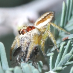 Opisthoncus sp. (genus) (Opisthoncus jumping spider) at Holt, ACT - 26 Feb 2021 by Harrisi