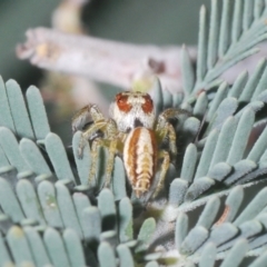 Opisthoncus sp. (genus) at Holt, ACT - 26 Feb 2021