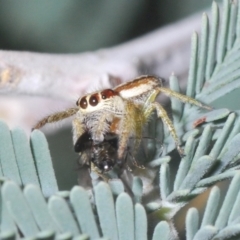 Opisthoncus sp. (genus) at Holt, ACT - 26 Feb 2021