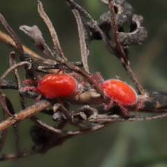 Trombidiidae (family) (Red velvet mite) at ANBG - 26 Feb 2021 by TimL