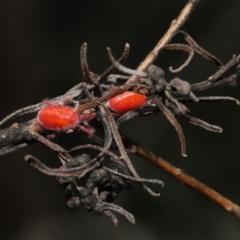 Trombidiidae (family) at Acton, ACT - 26 Feb 2021