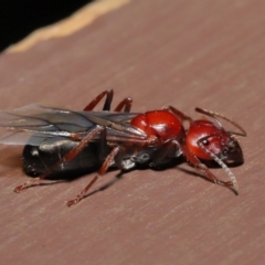 Camponotus sp. (genus) (A sugar ant) at ANBG - 28 Feb 2021 by TimL