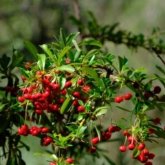 Pyracantha fortuneana (Firethorn) at Kowen, ACT - 1 Mar 2021 by Kurt