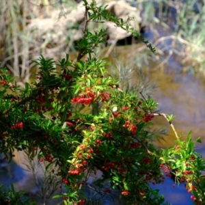 Pyracantha fortuneana at Kowen, ACT - 1 Mar 2021