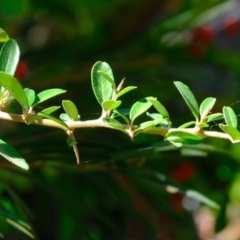 Pyracantha fortuneana at Kowen, ACT - 1 Mar 2021 01:07 PM