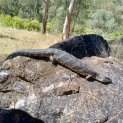 Tiliqua scincoides scincoides (Eastern Blue-tongue) at Albury - 26 Feb 2021 by alburycityenviros