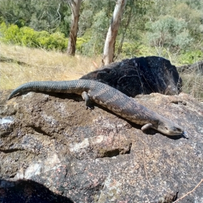 Tiliqua scincoides scincoides (Eastern Blue-tongue) at Albury - 26 Feb 2021 by AlburyCityEnviros