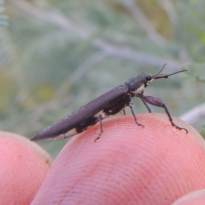 Rhinotia sp. (genus) at Greenway, ACT - 31 Jan 2021