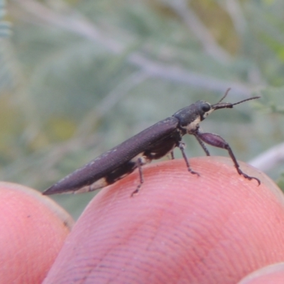 Rhinotia sp. (genus) (Unidentified Rhinotia weevil) at Pine Island to Point Hut - 31 Jan 2021 by michaelb