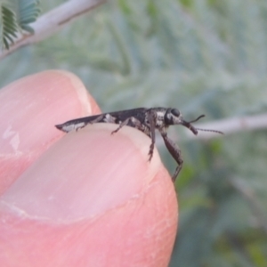 Rhinotia sp. (genus) at Greenway, ACT - 31 Jan 2021