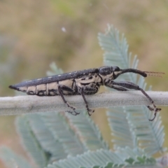 Rhinotia hemisticta (A belid weevil) at Greenway, ACT - 31 Jan 2021 by michaelb