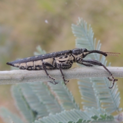 Rhinotia hemisticta (A belid weevil) at Pine Island to Point Hut - 31 Jan 2021 by michaelb