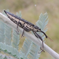 Rhinotia hemisticta at Greenway, ACT - 31 Jan 2021