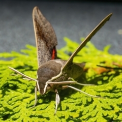 Hippotion scrofa (Coprosma Hawk Moth) at Googong, NSW - 28 Feb 2021 by WHall