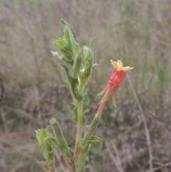 Oenothera indecora subsp. bonariensis (Small-flower Evening Primrose) at Pine Island to Point Hut - 31 Jan 2021 by michaelb