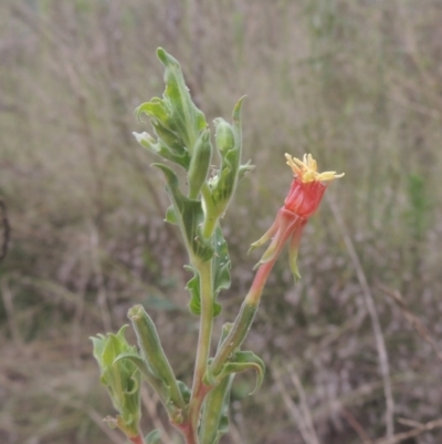 Oenothera indecora subsp. bonariensis (Small-flower Evening Primrose) at Greenway, ACT - 31 Jan 2021 by michaelb