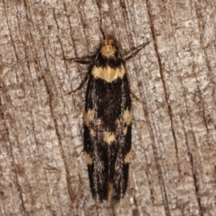 Sphyrelata amotella (A Concealer moth (Barea Group) at Melba, ACT - 20 Feb 2021 by kasiaaus
