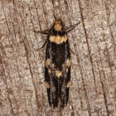 Sphyrelata amotella (A Concealer moth) at Melba, ACT - 20 Feb 2021 by kasiaaus