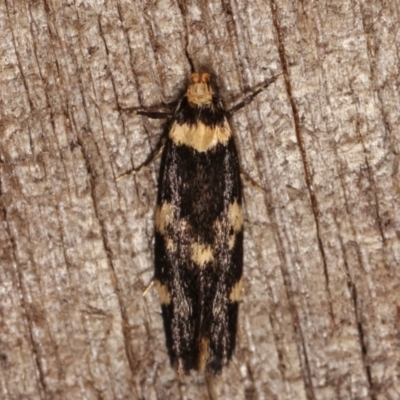 Sphyrelata amotella (A Concealer moth (Barea Group) at Melba, ACT - 20 Feb 2021 by kasiaaus