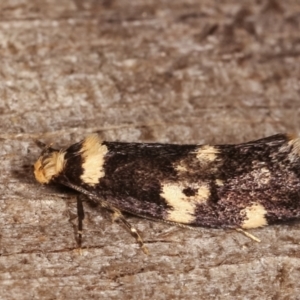 Sphyrelata amotella at Melba, ACT - 20 Feb 2021