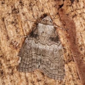 Calathusa sp nr dispila at Melba, ACT - 20 Feb 2021 09:44 PM