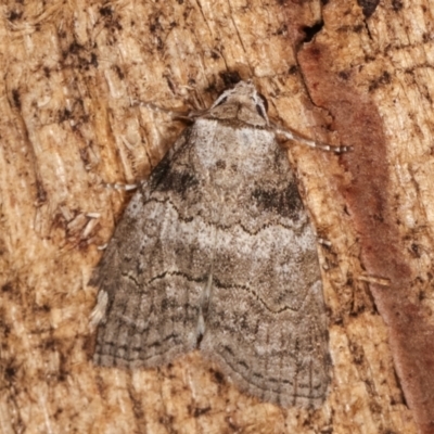 Calathusa sp nr dispila at Melba, ACT - 20 Feb 2021 by kasiaaus