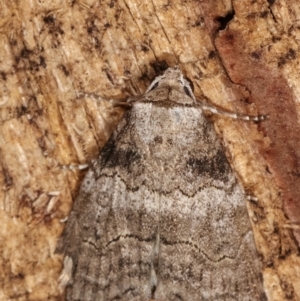 Calathusa sp nr dispila at Melba, ACT - 20 Feb 2021