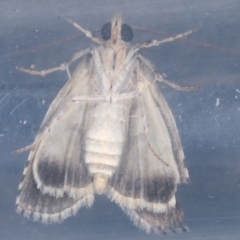 Calathusa sp nr dispila at Melba, ACT - 20 Feb 2021