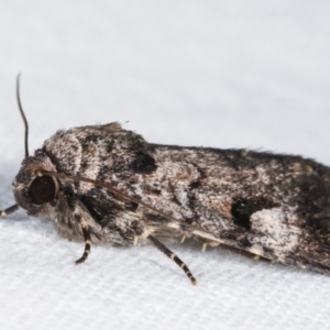 Thoracolopha flexirena at Melba, ACT - 20 Feb 2021 09:49 PM