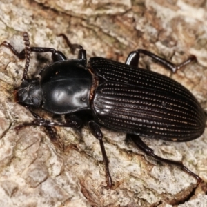 Meneristes australis at Melba, ACT - 20 Feb 2021 09:51 PM