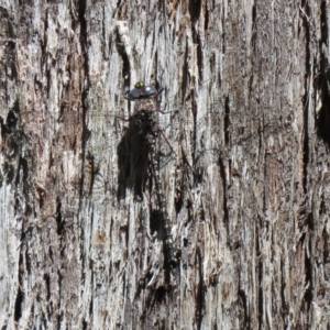 Austroaeschna multipunctata at Cotter River, ACT - 2 Mar 2021