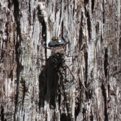 Austroaeschna multipunctata at Cotter River, ACT - 2 Mar 2021 11:51 AM