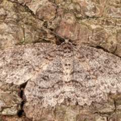 Ectropis fractaria (Ringed Bark Moth) at Melba, ACT - 20 Feb 2021 by kasiaaus