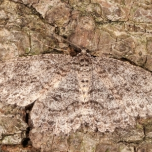 Ectropis fractaria at Melba, ACT - 20 Feb 2021