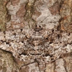 Unplaced externaria (Mahogany Bark Moth (formerly Hypomecis externaria)) at Melba, ACT - 20 Feb 2021 by kasiaaus