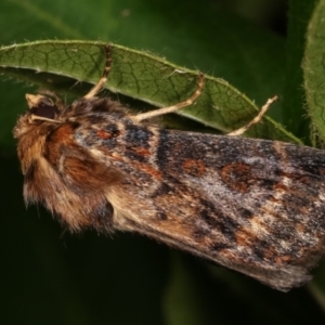 Proteuxoa sanguinipuncta at Melba, ACT - 20 Feb 2021