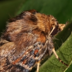 Proteuxoa sanguinipuncta at Melba, ACT - 20 Feb 2021