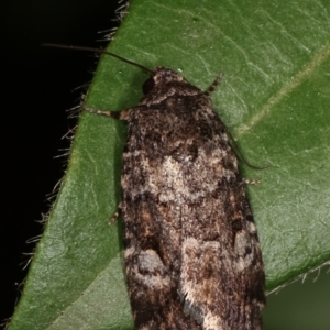 Thoracolopha flexirena at Melba, ACT - 20 Feb 2021