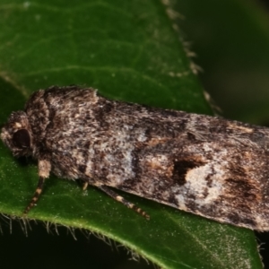 Thoracolopha flexirena at Melba, ACT - 20 Feb 2021