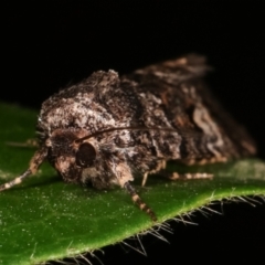 Thoracolopha flexirena at Melba, ACT - 20 Feb 2021