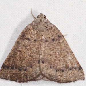 Amelora undescribed species at Melba, ACT - 20 Feb 2021